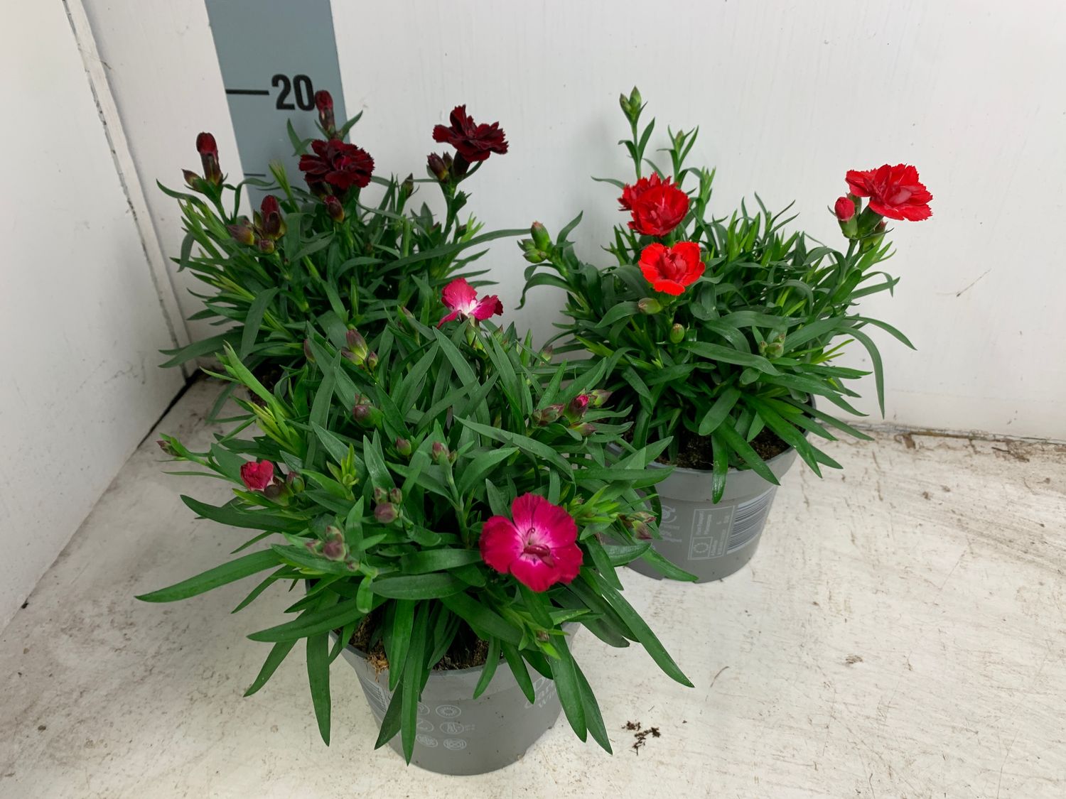 dianthus-carmen-mix-plant-wholesale-floraccess