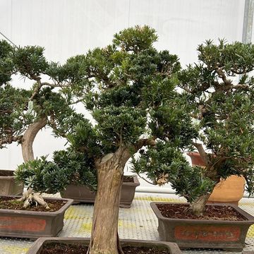 Podocarpus macrophyllus