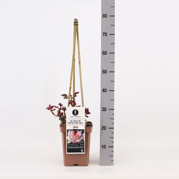 Rosa SCHLOSS IPPENBURG / PRINCE JARDINIER