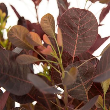 Cotinus coggygria 'Lilla'