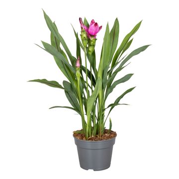 Curcuma alismatifolia SIAM SPLASH