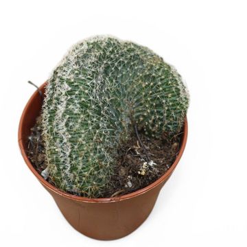 Echinopsis densispina sublimiflora cristata