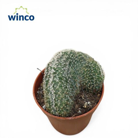 Echinopsis densispina sublimiflora cristata