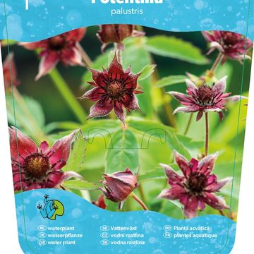 Potentilla palustris