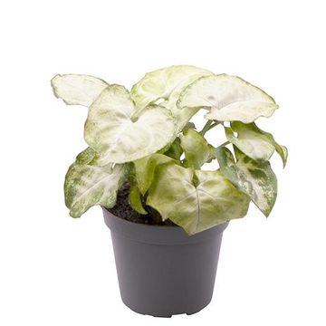 Syngonium 'White Butterfly'