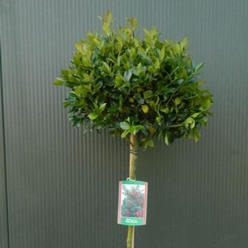 Ilex x meserveae 'Blue Princess'