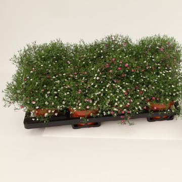 Gypsophila muralis MIX IN POT