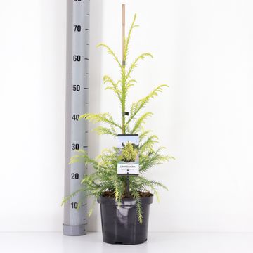 Cryptomeria japonica 'Sekkan'