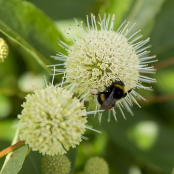 Cephalanthus 'Magical Moonlight'