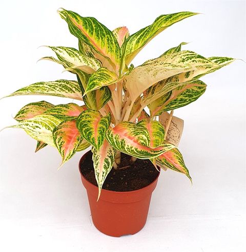 Aglaonema 'Siam Pink'