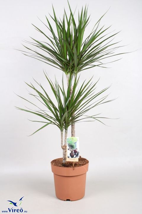 Dracaena marginata