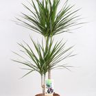 Dracaena marginata