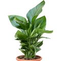 Strelitzia nicolai