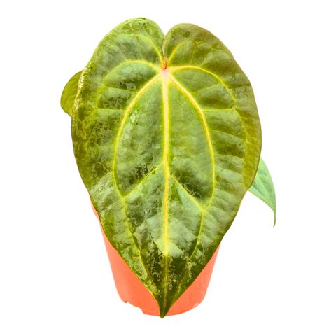 Anthurium 'Michelle x Blackjack'