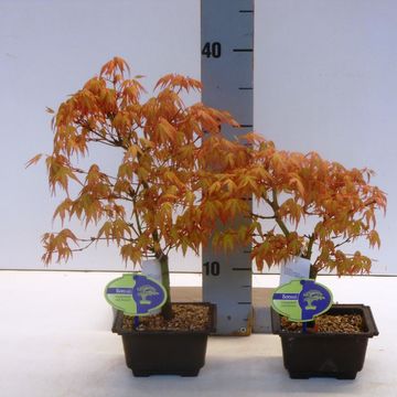 Acer palmatum 'Katsura'