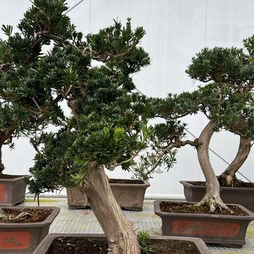 Podocarpus macrophyllus