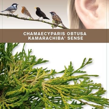 Chamaecyparis obtusa 'Kamarachiba'