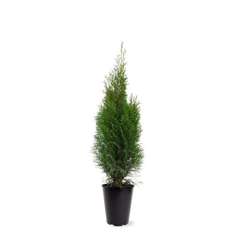 Thuja occidentalis 'Smaragd'