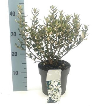 Olearia x haastii