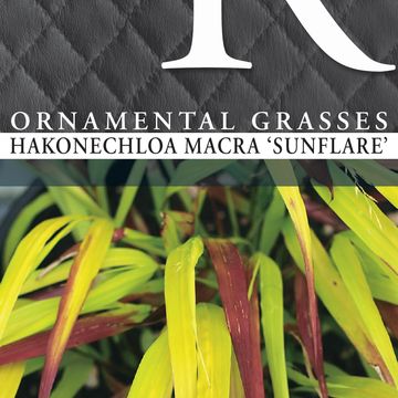 Hakonechloa macra SUNFLARE