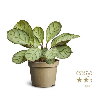 Ctenanthe burle-marxii 'Amagris'