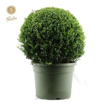 Buxus sempervirens