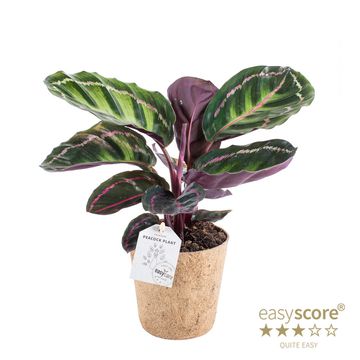 Calathea roseopicta illustris