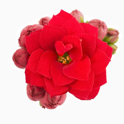 Kalanchoe blossfeldiana ROSE FLOWERS MEGAN (Queen - Knud Jepsen a/s)