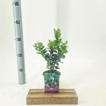 Ilex x meserveae 'Blue Prince'