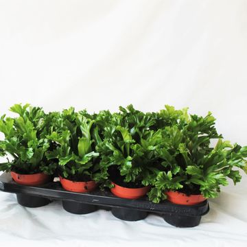 Asplenium antiquum 'Leslie'