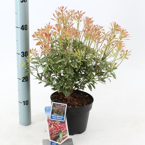 Pieris japonica POLAR PASSION — Plant Wholesale FlorAccess