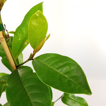 Magnolia FAIRY MAGNOLIA CREAM