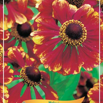 Helenium 'Chelsey'