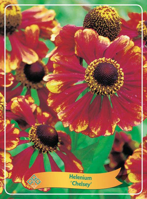 Helenium 'Chelsey'