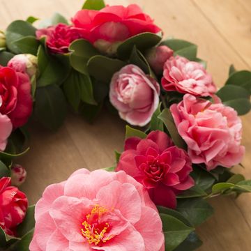 Camellia 'Spring Festival'