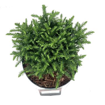 Cryptomeria japonica 'Green Pearl'