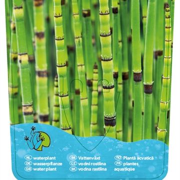 Equisetum 'Japonicum'