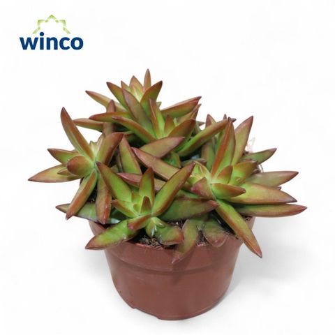 Sedum adolphii 'Firestorm'