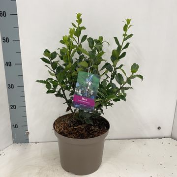 Ilex x meserveae 'Blue Prince'