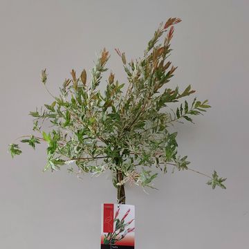 Salix integra 'Flamingo'