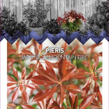 Pieris japonica 'Mountain Fire'
