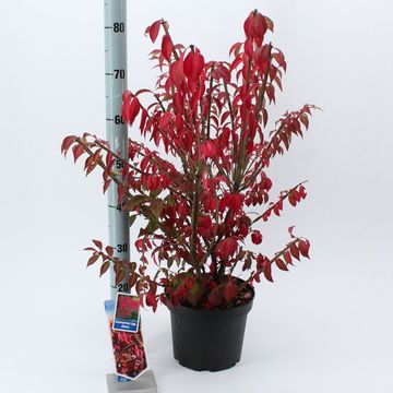 Euonymus alatus