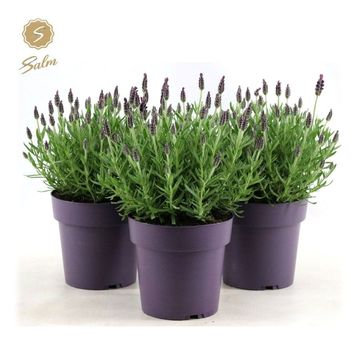 Lavandula stoechas 'Anouk'
