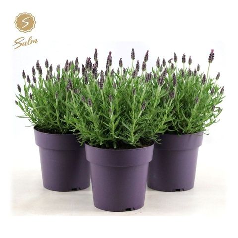 Lavandula stoechas 'Anouk'