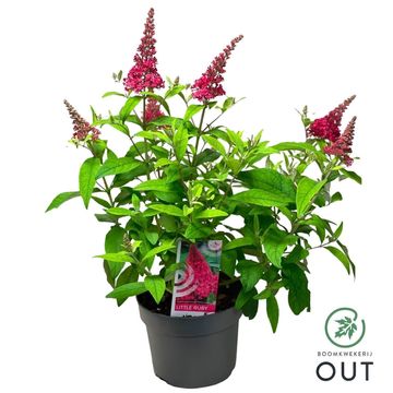 Buddleja davidii BUTTERFLY CANDY LITTLE RUBY
