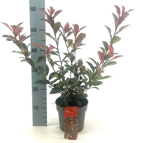 Фотиния x fraseri CARRÉ ROUGE