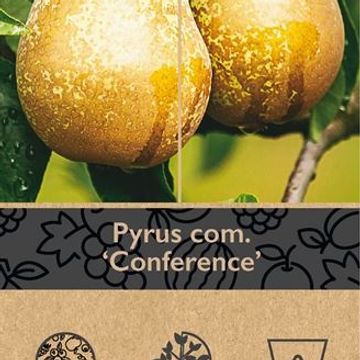 Pyrus communis 'Conference'