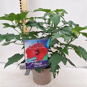 Hibiscus moscheutos 'Oak Red'