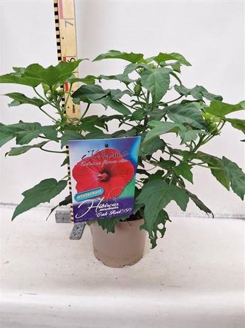 Hibiscus moscheutos 'Oak Red'