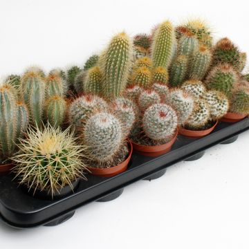 Cactus MIX
